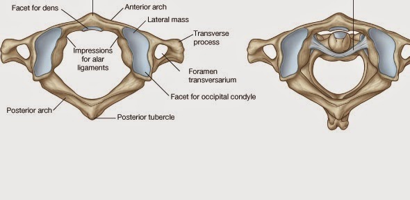 Image result for atlanto occipital joint